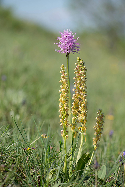 Orchis anthropophora & Orchis italica